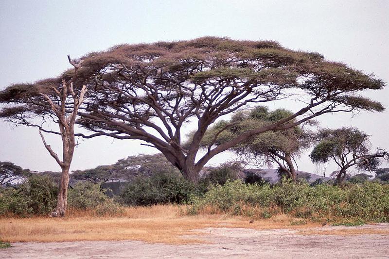 WT 1400 209-17 Kenya.jpg